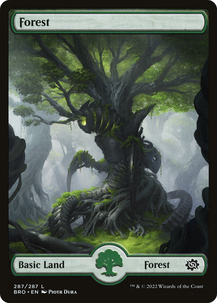 Forest - Common Basic Land — Forest card from The Brothers' War